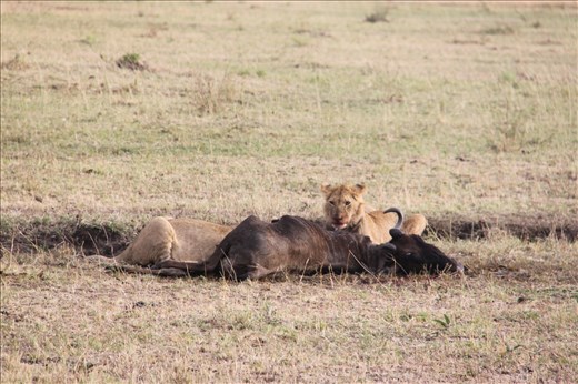 Early morning food for the lions at Maasai Mara