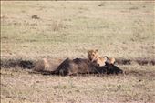 Early morning food for the lions at Maasai Mara: by priyanko, Views[214]