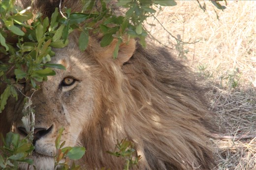 A lion looks right into the camera from his enclosure