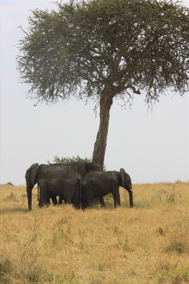 A group of elephants take cover from the harsh sun at Maasai Mara