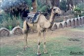 laughing camel: by profmohamedadel, Views[384]