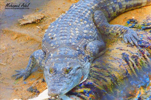 Nile crocodile