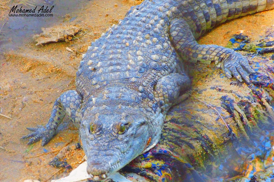 Nile crocodile