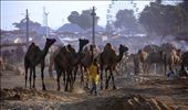 The vision of the Camel Fair ground of Puskar, Rajasthan, India: by project, Views[304]