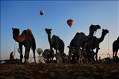The camels are waiting for to be sold: by project, Views[188]