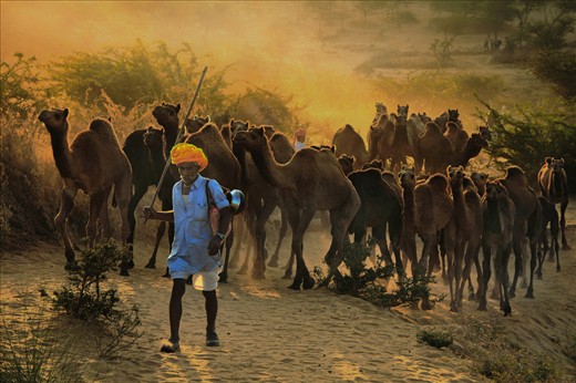 The owner is coming to the fair ground from his village in the early morning