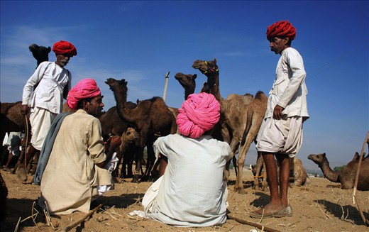 The camel-owners are in gossip when they get leisure during the sale