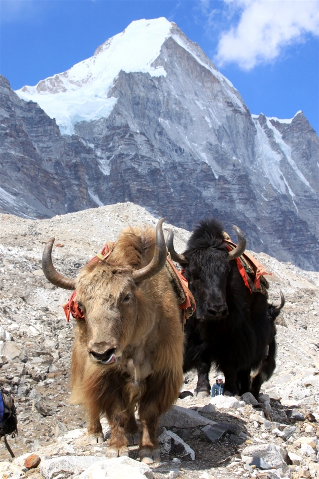 A pair of yaks on the final stretch of their journey to Everest Base Camp, at an altitude of around 5,300m.