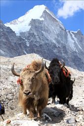 A pair of yaks on the final stretch of their journey to Everest Base Camp, at an altitude of around 5,300m.: by provisevans, Views[1850]