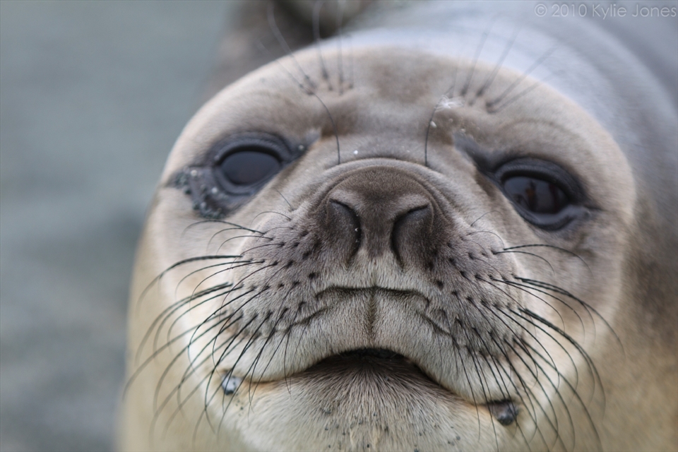 It can be a life changing experience to be approached and gazed at by a southern elephant seal pup (Mirounga leonina) such as this one, who has been in this world barely three weeks. With a population in decline from changing sea conditions and food availability due to warming seas, this pup faces an uncertain future. Macquarie Island, sub-Antarctic islands.