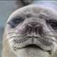 It can be a life changing experience to be approached and gazed at by a southern elephant seal pup (Mirounga leonina) such as this one, who has been in this world barely three weeks. With a population in decline from changing sea conditions and food availability due to warming seas, this pup faces an uncertain future. Macquarie Island, sub-Antarctic islands. by: puffinmuffin Views[468]