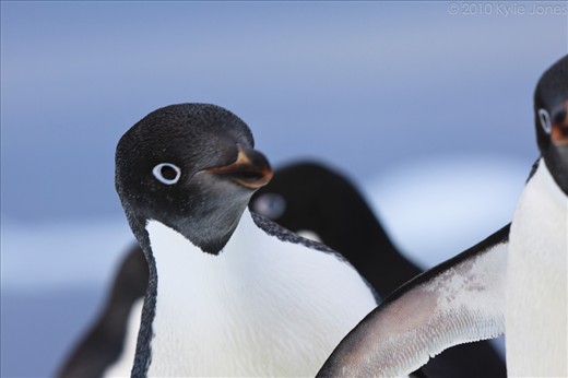 It is a source of wonder to observe the Adelie penguin (Pygoscelis adeliae) and its many emotions - affronted, possibly scared, indignant, and sometimes curiously impatient as this penguin shows. When the B-09B iceberg lodged itself in Commonwealth Bay in 2011, apart from preventing further tourist visits to the bay, the berg and resulting pack ice turned the Adelies' walk to their nest from metres to potentially kilometres. Only time will tell how this will affect the breeding prospects of this penguin and all the others in the colony. Commonwealth Bay, East Antarctica.
