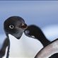 It is a source of wonder to observe the Adelie penguin (Pygoscelis adeliae) and its many emotions - affronted, possibly scared, indignant, and sometimes curiously impatient as this penguin shows. When the B-09B iceberg lodged itself in Commonwealth Bay in 2011, apart from preventing further tourist visits to the bay, the berg and resulting pack ice turned the Adelies' walk to their nest from metres to potentially kilometres. Only time will tell how this will affect the breeding prospects of this penguin and all the others in the colony. Commonwealth Bay, East Antarctica. by: puffinmuffin Views[296]