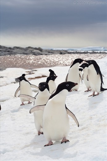 A procession of Adelie penguins (Pygoscelis adeliae) make their way to their nests in a rare patch of glorious sun. The sparkling and inviting water in the background is ironically richly coloured by penguin excrement, the unique smell unable to be conveyed through a mere photograph. Commonwealth Bay, East Antarctica.