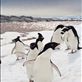 A procession of Adelie penguins (Pygoscelis adeliae) make their way to their nests in a rare patch of glorious sun. The sparkling and inviting water in the background is ironically richly coloured by penguin excrement, the unique smell unable to be conveyed through a mere photograph. Commonwealth Bay, East Antarctica. by: puffinmuffin Views[251]