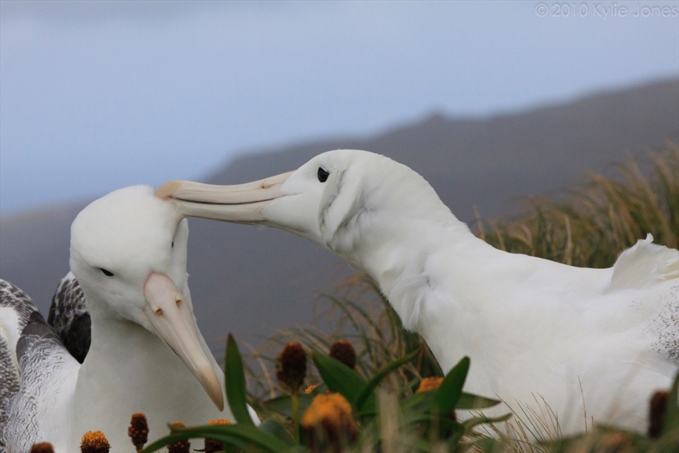 An intimate moment of grooming between a Southern Royal Albatross (Diomedea epomophora) pair reinforces their bond before they swap places on the nest. These unbelievably huge birds struggle to keep their balance and their feathers immaculate in the relentless wind gusts that are vital for their take-offs. This recovering population is at most threat from longline fishing. Campbell Island, sub-Antarctic islands.