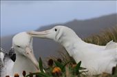 An intimate moment of grooming between a Southern Royal Albatross (Diomedea epomophora) pair reinforces their bond before they swap places on the nest. These unbelievably huge birds struggle to keep their balance and their feathers immaculate in the relentless wind gusts that are vital for their take-offs. This recovering population is at most threat from longline fishing. Campbell Island, sub-Antarctic islands.: by puffinmuffin, Views[1004]