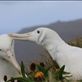 An intimate moment of grooming between a Southern Royal Albatross (Diomedea epomophora) pair reinforces their bond before they swap places on the nest. These unbelievably huge birds struggle to keep their balance and their feathers immaculate in the relentless wind gusts that are vital for their take-offs. This recovering population is at most threat from longline fishing. Campbell Island, sub-Antarctic islands. by: puffinmuffin Views[902]