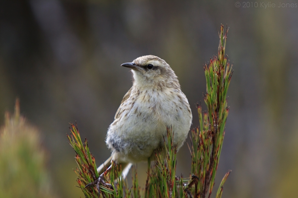 An easily overlooked bird, this Campbell Island pipit (Anthus novaeseelandiae aucklandicus) represents a hope for conservation, as its species naturally re-established following a monumental and successful rat eradication program in 2001. With few visitors, the birds are remarkably quiet and curious. Campbell Island, sub-Antarctic islands.