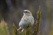 An easily overlooked bird, this Campbell Island pipit (Anthus novaeseelandiae aucklandicus) represents a hope for conservation, as its species naturally re-established following a monumental and successful rat eradication program in 2001. With few visitors, the birds are remarkably quiet and curious. Campbell Island, sub-Antarctic islands.: by puffinmuffin, Views[636]