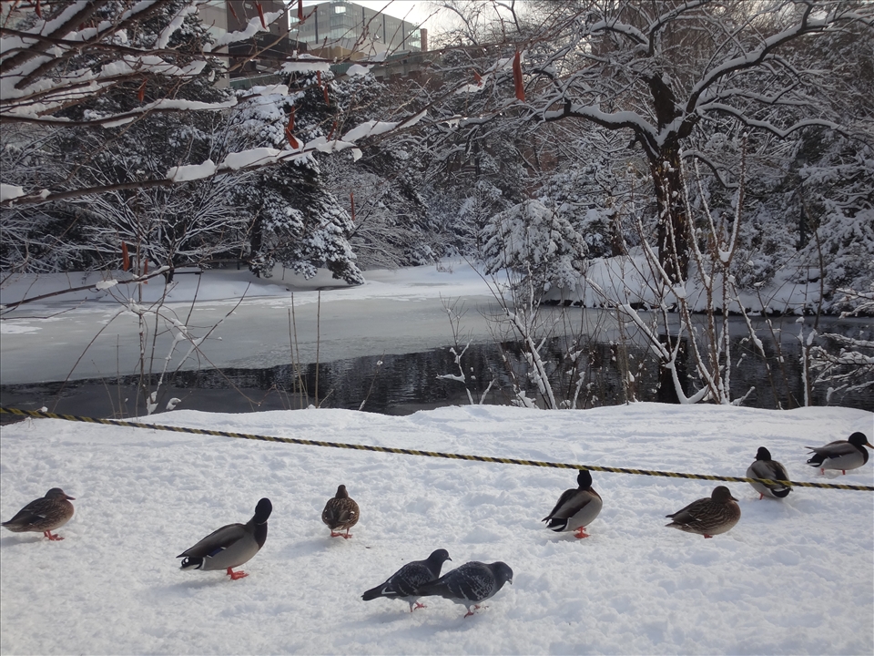 Bird and Snow, My First