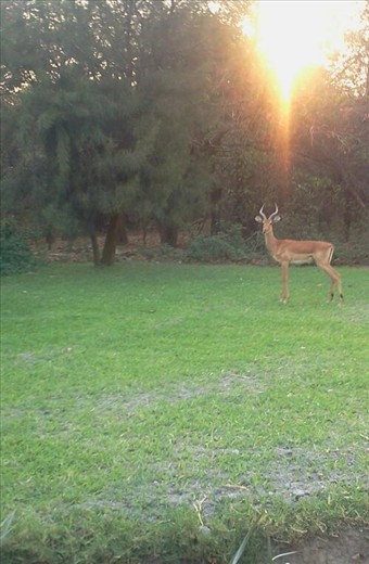 This is how nature feels,this is wildlife in africa,home of beauty