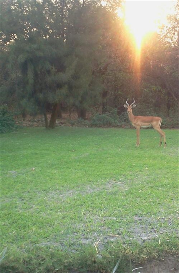 This is how nature feels,this is wildlife in africa,home of beauty