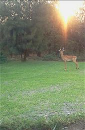 This is how nature feels,this is wildlife in africa,home of beauty: by puretrue, Views[233]