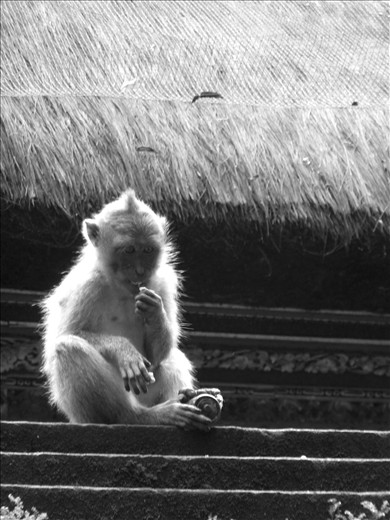 Careless visitors bring in harmful objects. They lick fluid from batteries.