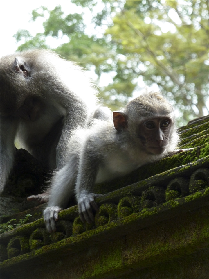 An inquisitive youngster strays from a dozing adult atop a temple wall.