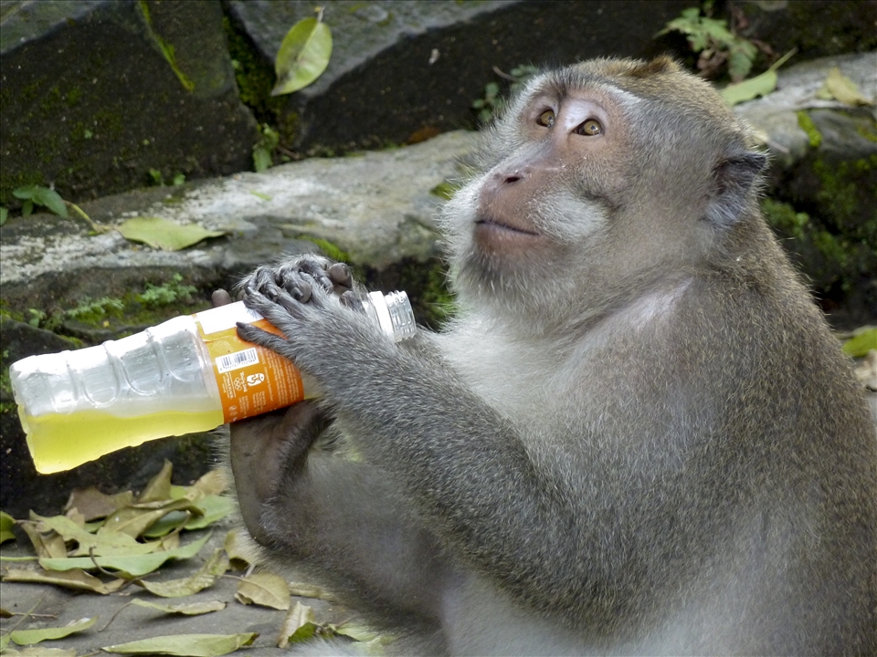 Having tasted it, he seemed to be thanking the heavens. Bottles are contrband.