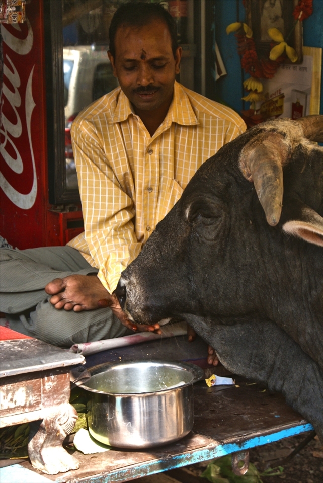 Room For everyone:
In Varanasi , the land considered holy by Indians a street shopkeeper feeds a cow. Cows roam freely on the roads and everything still exists in a chaotic harmony.