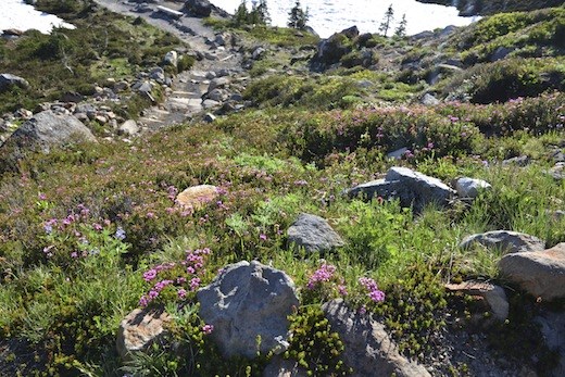 Now, in the sub-alpine area of the mountain, the wildflowers coat the landscape.  We were told of there being small animals called pikas. They collect the wild flowers to build their nests. 