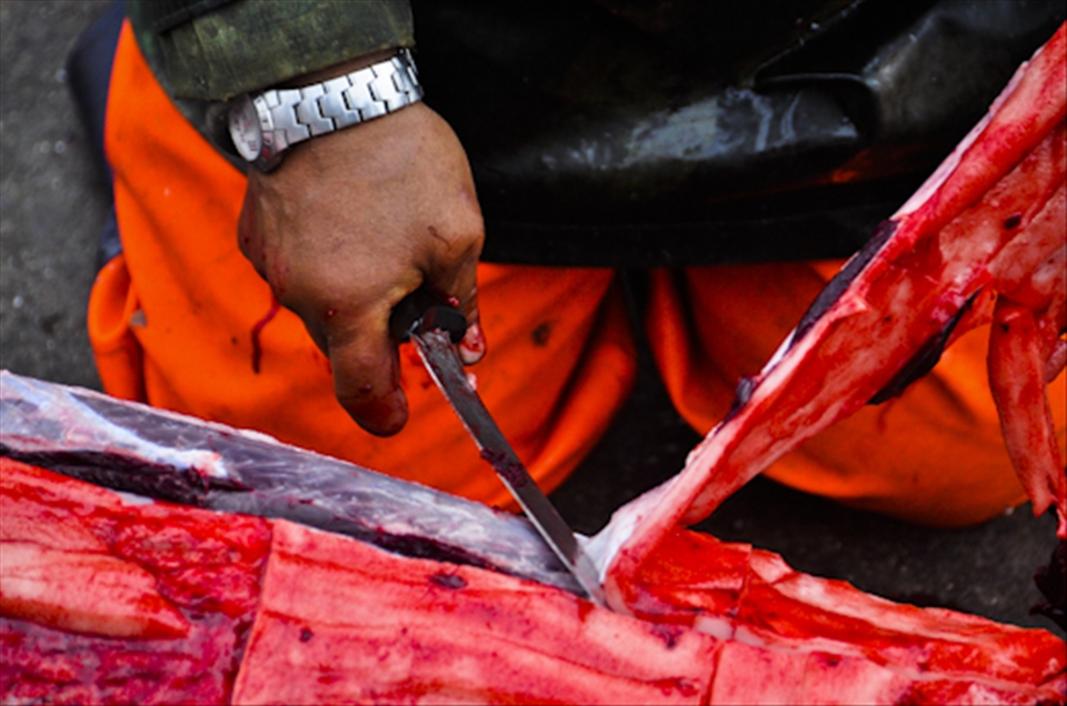 Inuits have to survive in this difficult environment. Dolphins are good meat. Ho