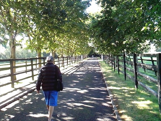 Walking between the stallion paddocks