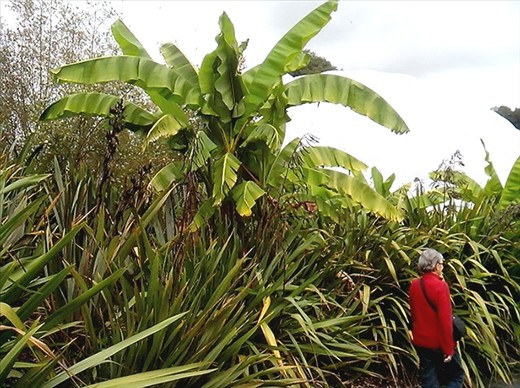 Bananas and NZ flax in the outside garden