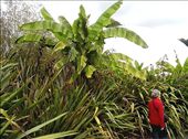 Bananas and NZ flax in the outside garden: by quando, Views[253]