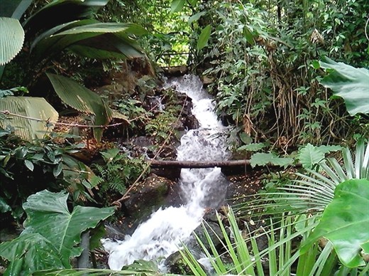 Rainforest Biome