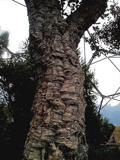 Cork pine