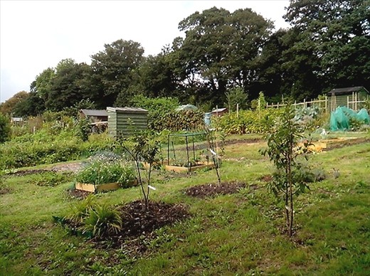 Garden allotments Bath