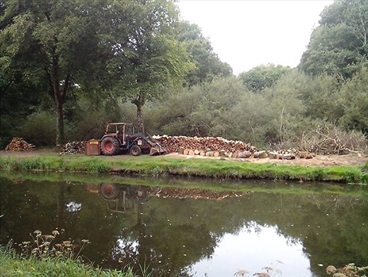 Fire wood for winter