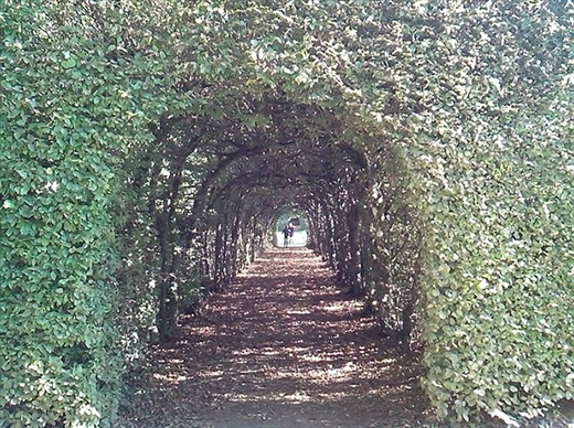 Hedge archway at Rosanbo 