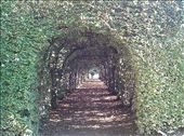 Hedge archway at Rosanbo : by quando, Views[449]