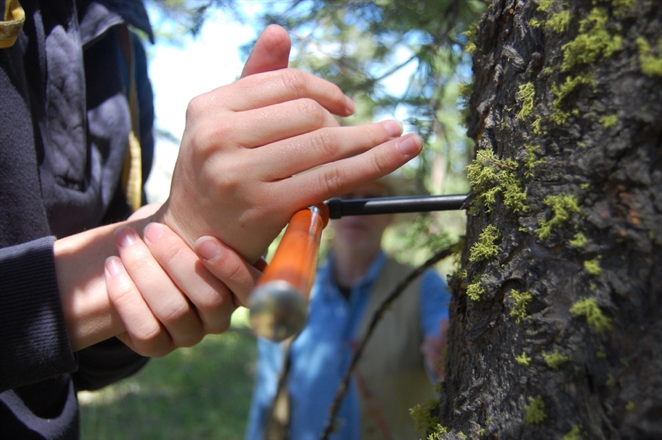 A tree corer is takes a long narrow plug out of a tree to determine its age, density, and health. Here a professor supervises as a student takes a core.
