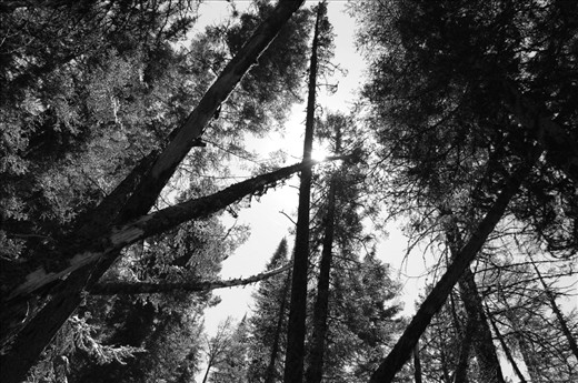 Beautiful but deadly; trees blown over by the wind are a risk of the field if supporting branches break