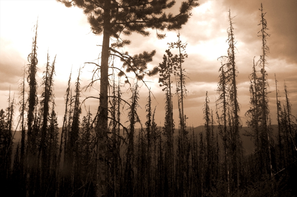 Field research is important if we want to learn how to prevent the spread of pathogens and insects that can cause widespread damage to both recreational parks and timber supplies