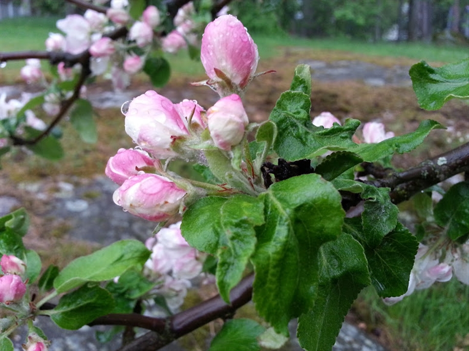 Original picture without any affects after rain in Märsta