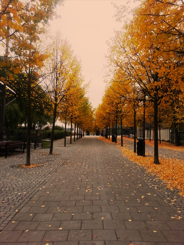 walked through centre autumn season, Stockholm 