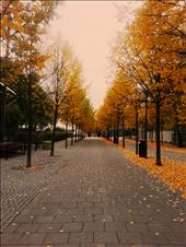 walked through centre autumn season, Stockholm : by qurratulain, Views[326]