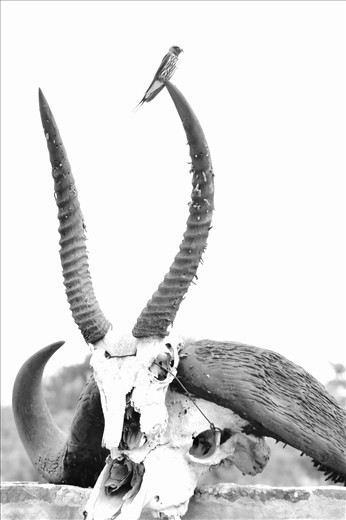 The Kenyan wildlife always provoked thoughts on life and death in me.